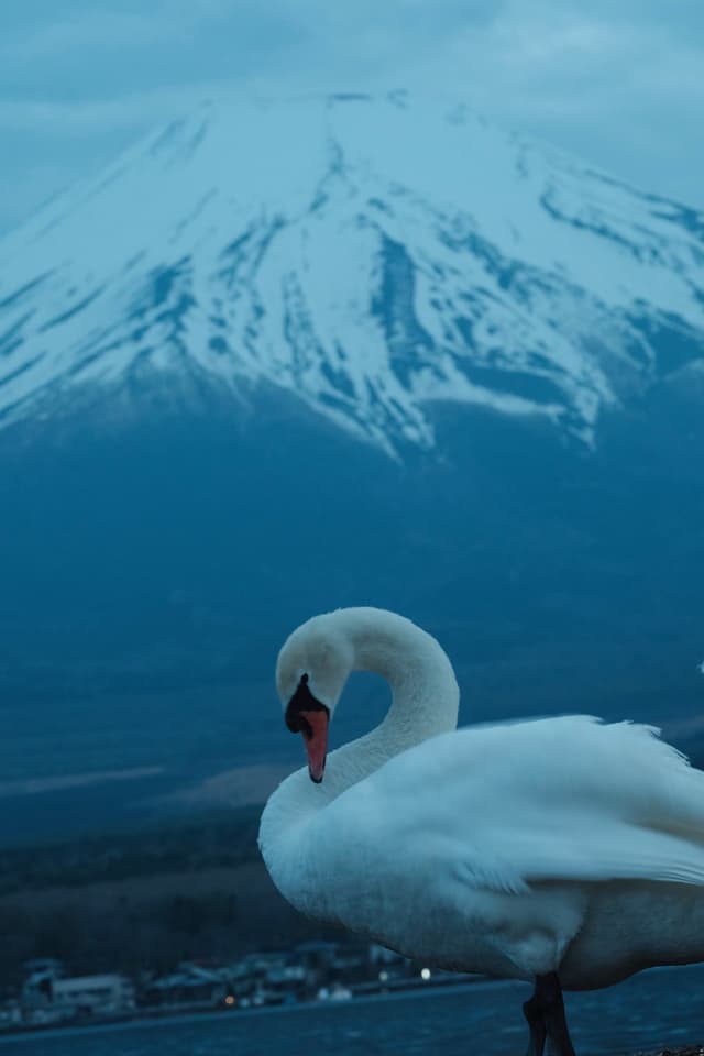 山中湖白鳥